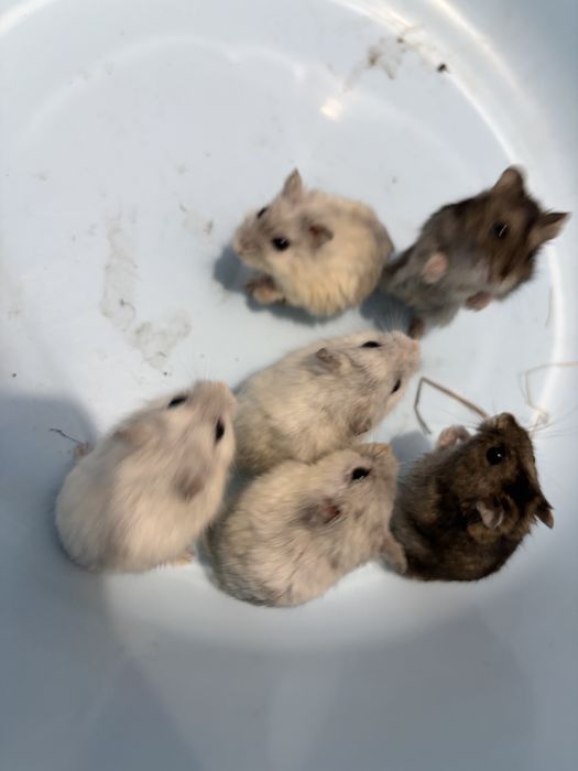 Hamsteri ruseşti