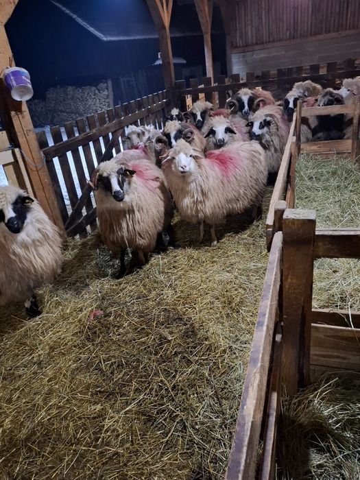 Oi tinere de vânzare