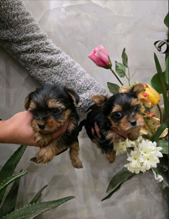 мини йоркширски териер