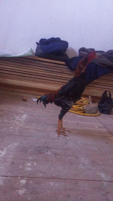 dakang xoroz sotladi