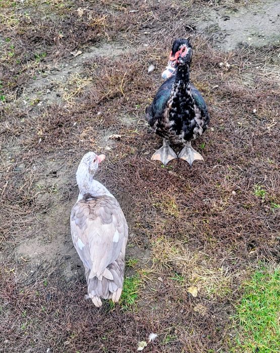 Rate mute ,o pereche