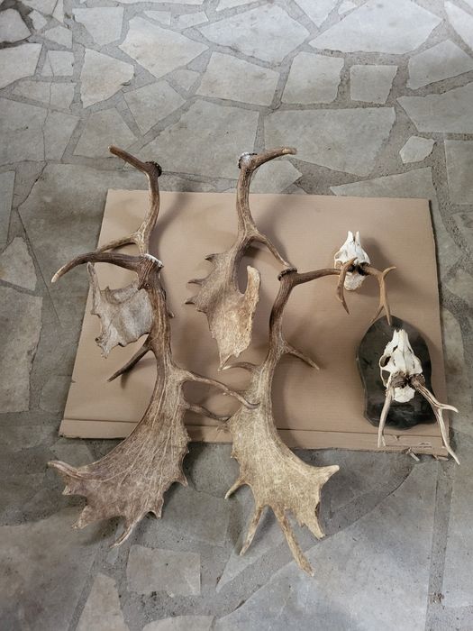 Продавам рога от срандак и лопатар