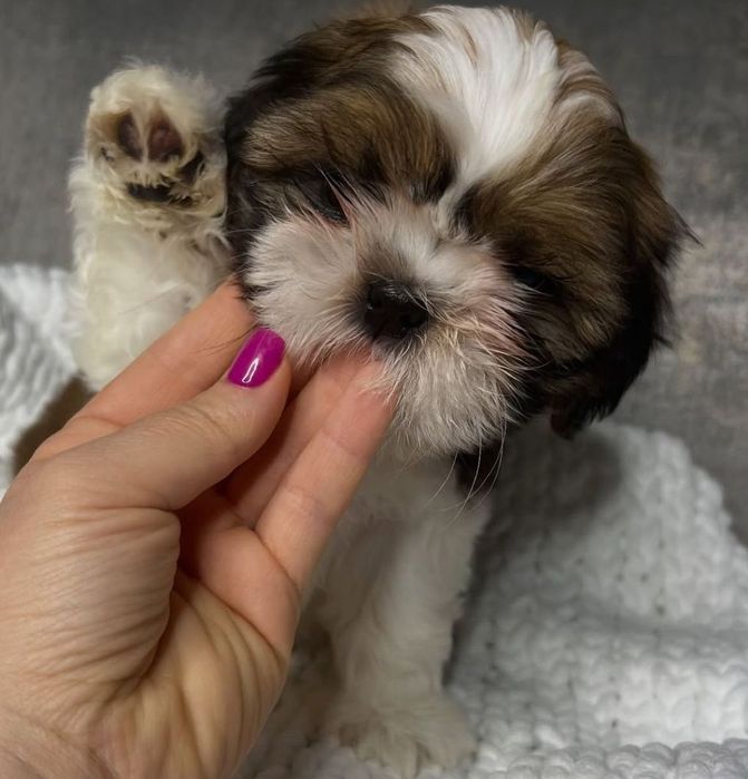 Shih-tzu talie mica