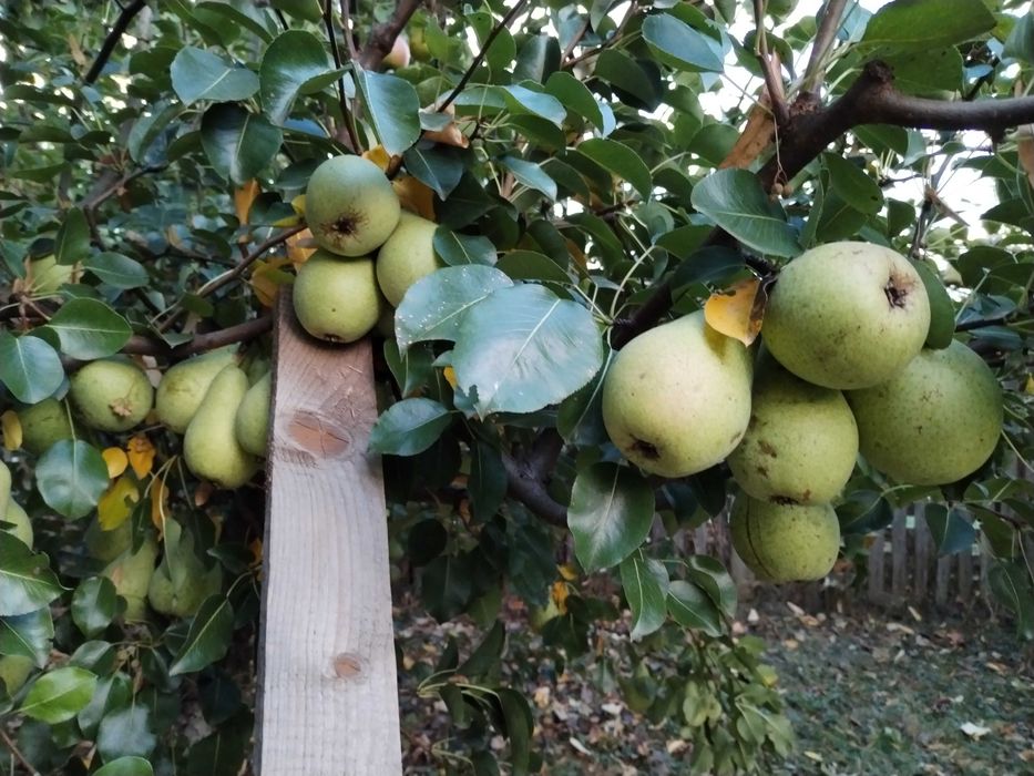 Mere și pere de vânzare în Magura