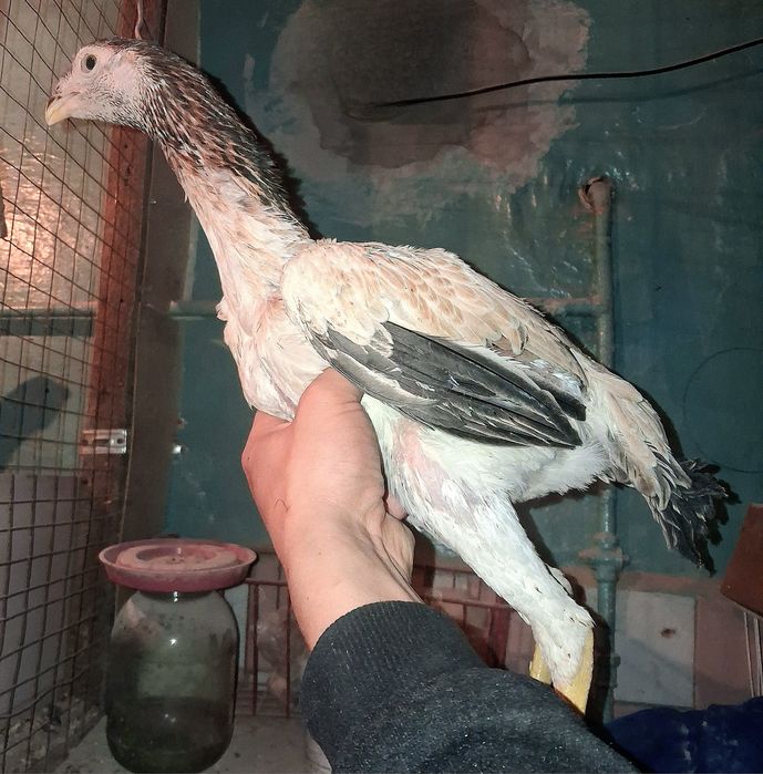 Продам бойцовых!!