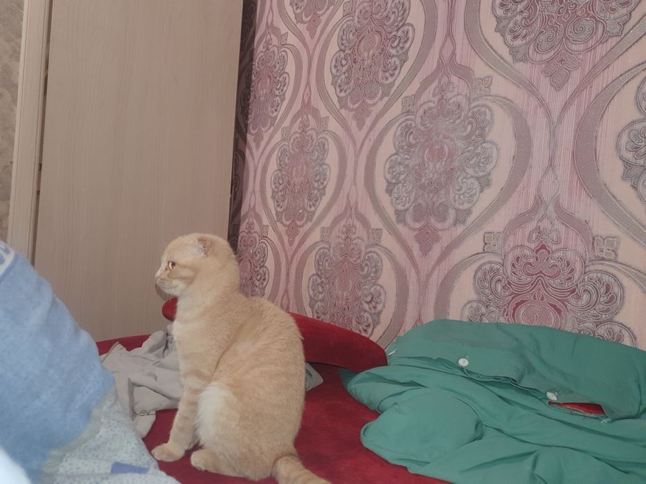 Девочка веслоухая