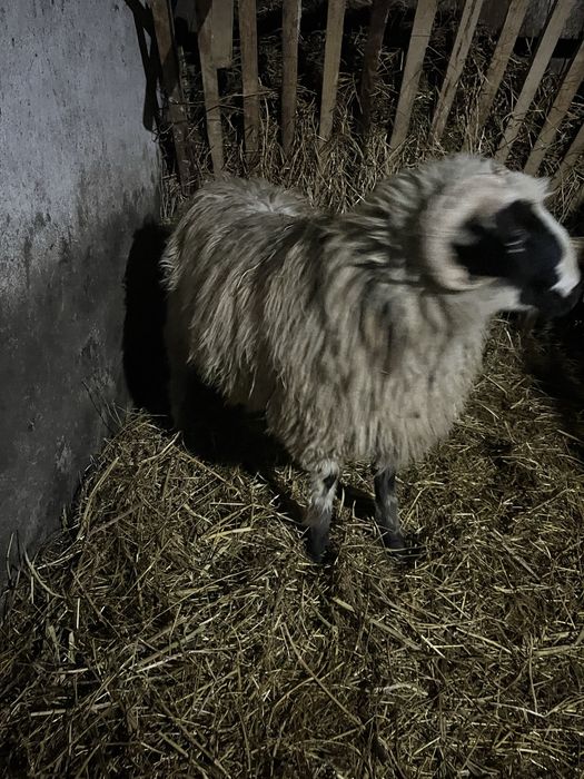 De vanzare noatin brez