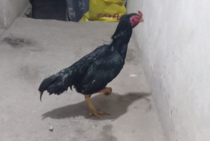 Dakan xo'roz sotiladi tulle qora 1 ko'z