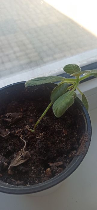 Цветы комнатные продам каланхоэ и другие