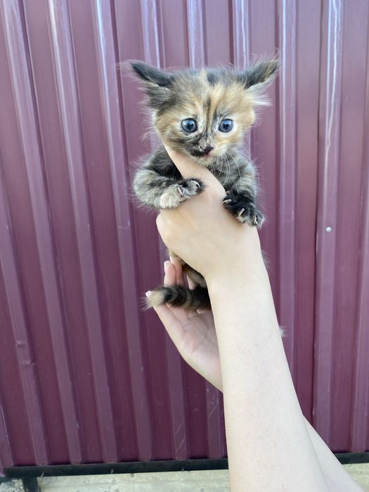 Қара Марғау