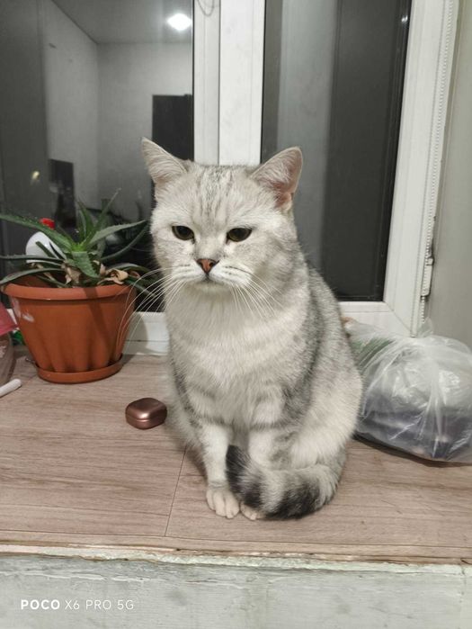 Отдам кота в добрые руки.