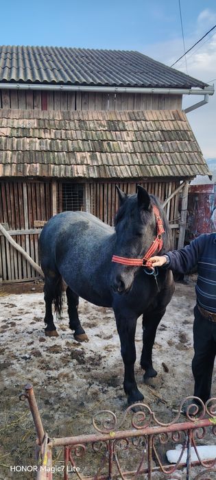 Mânză  de 3 ani de vanzare