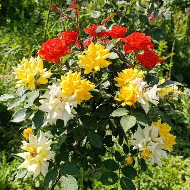 Lanshaft qilish ximati barcha koʼchatlar bor orzon. narhda va sifatlli