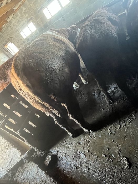 Продам бычков все пеньково