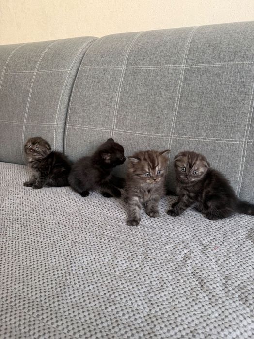 Продам котят породистых