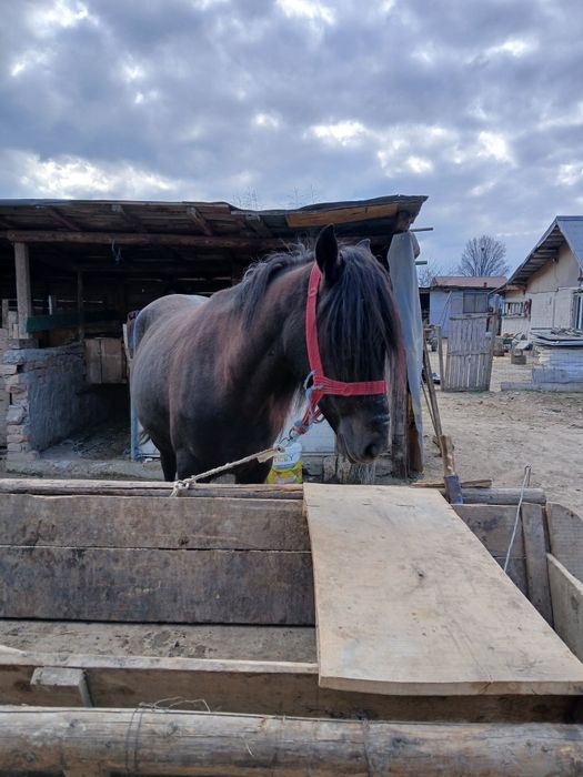 Iapa de vanzare gestanta