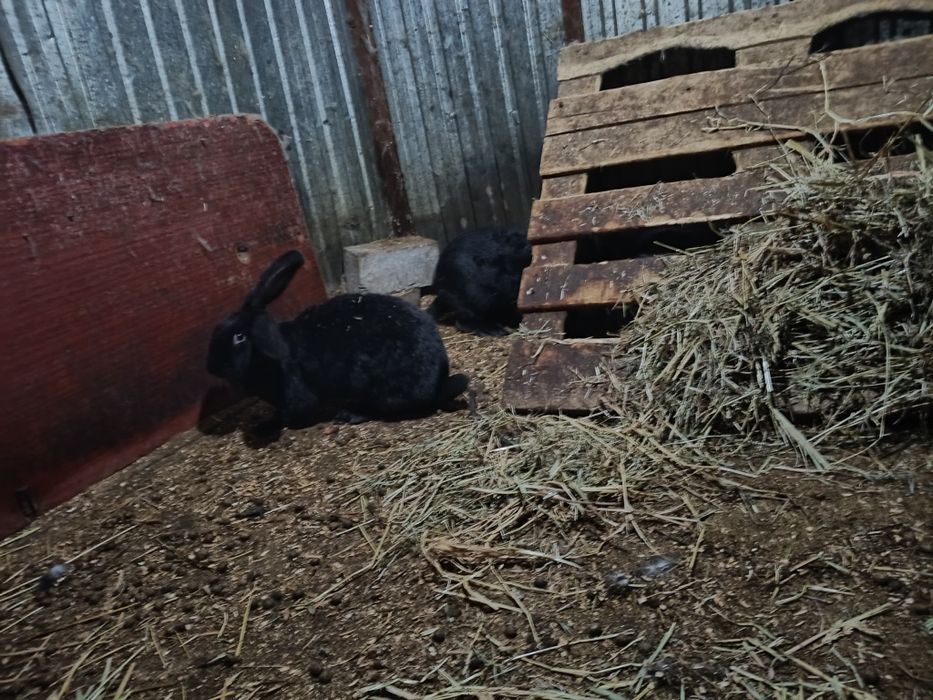 Продам кроликов .