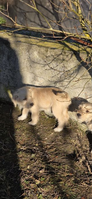 Donez un catel de curte