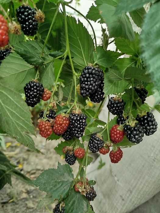 Ежемалина куст..