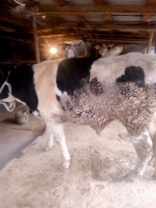 Бука сатылады жаксы порода