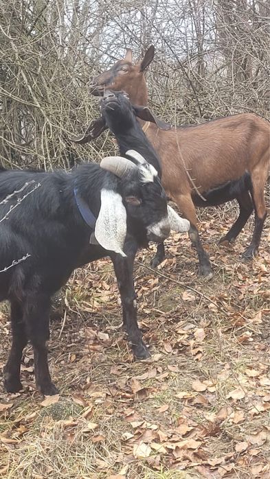 Vand tap Anglo Nubiene