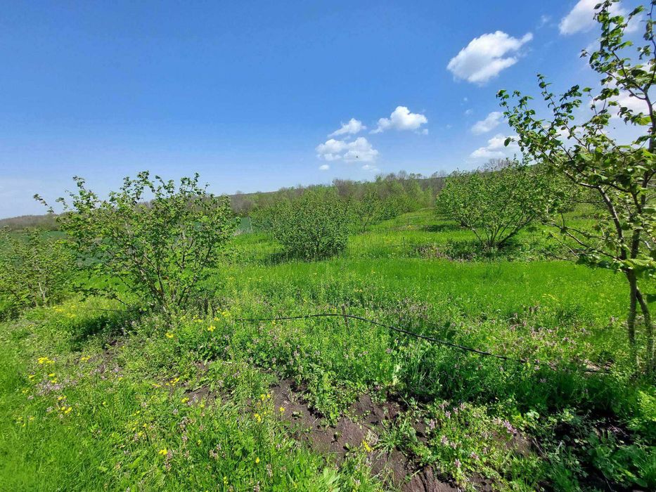 Продавам лешникова градина