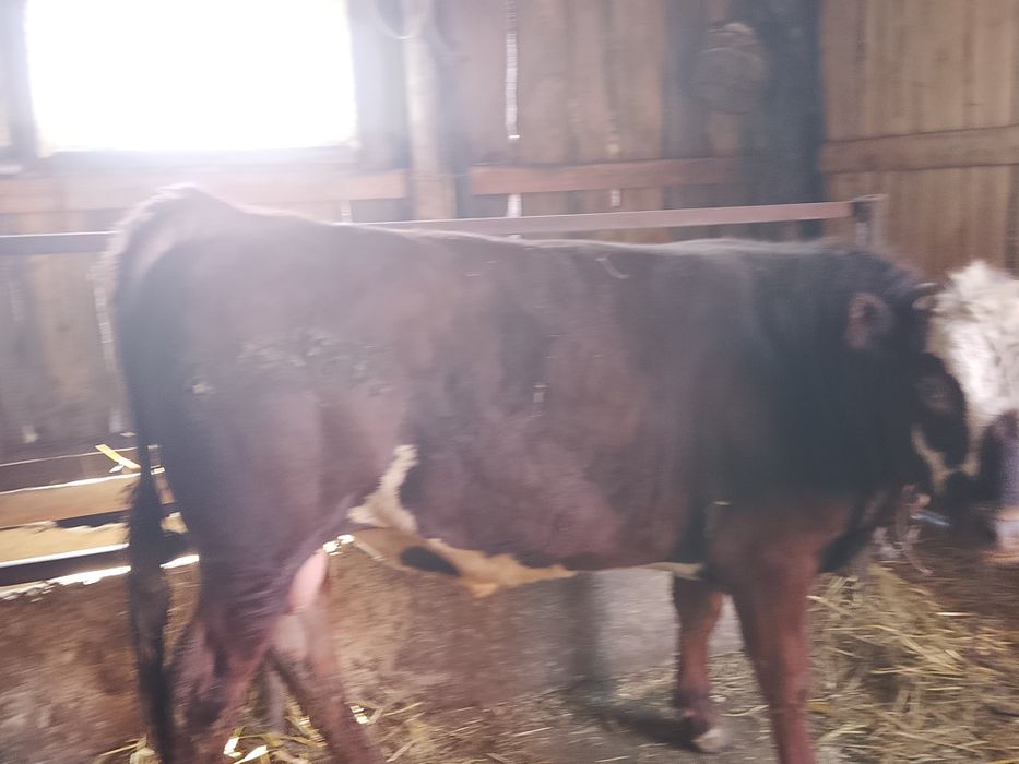 Продам бычков, выращенных на откорме