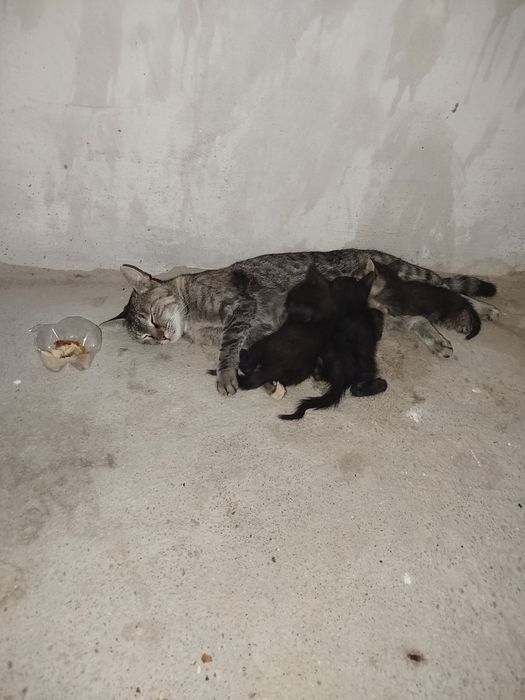 Продом 2 котят кошки