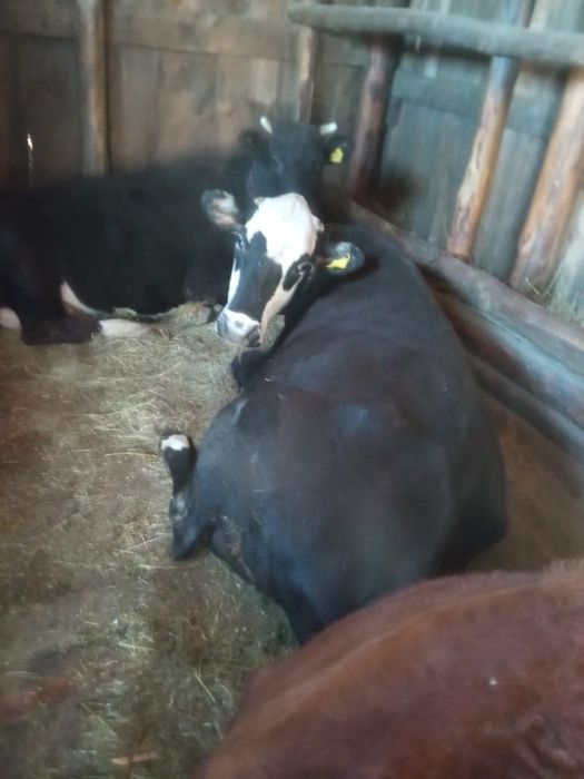 Коровы двойные..