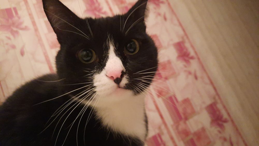 Сборка и ремонт мебели, профессиональный инструмент и опыт.