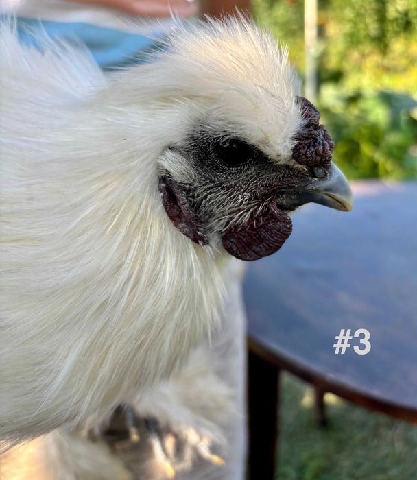 Cocosi tineri Matase Japoneza din Aprilie