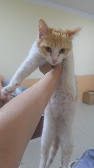 Кошка очень добрая и милая