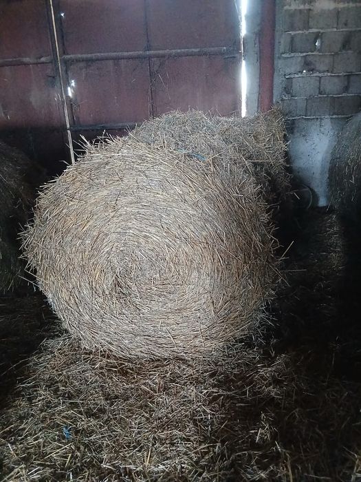 Vand baloti de paie rotunzi