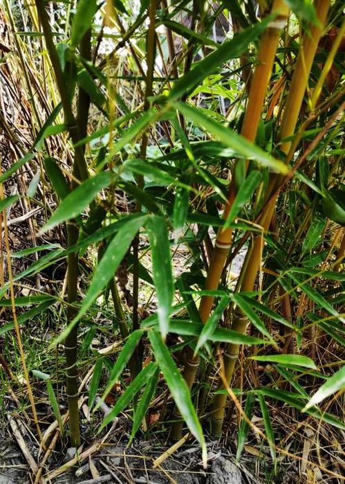 Саженцы куст бамбука 150 тыс