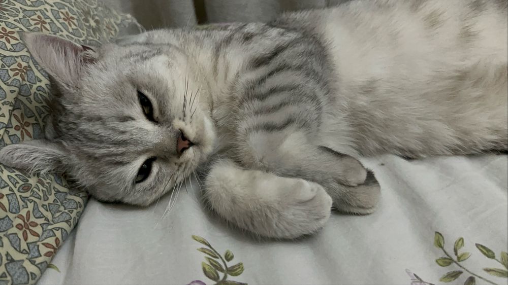 Зоогостиница передержка