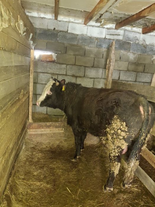 Продам      бычков