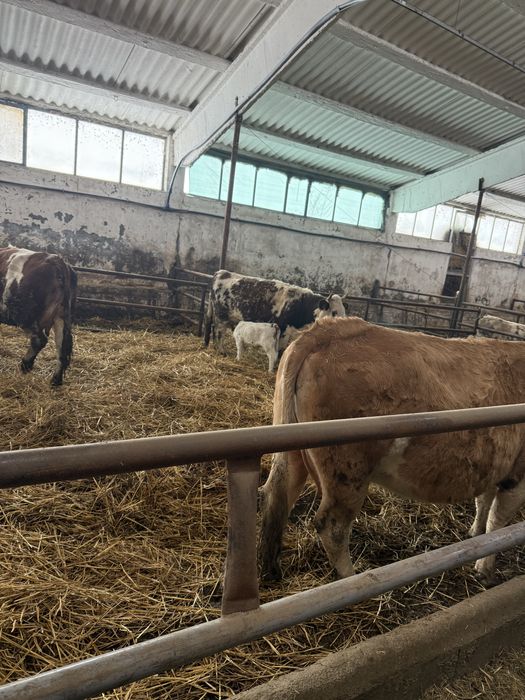 Vand 25 vaci si juninci gestante si cu vitei