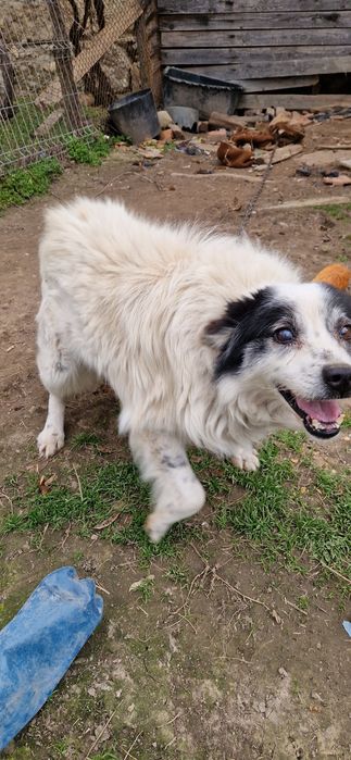 Donez/ Dau spre adopție 3 câini