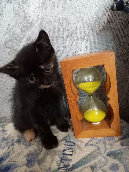 Отдам котят 1.5 месяца