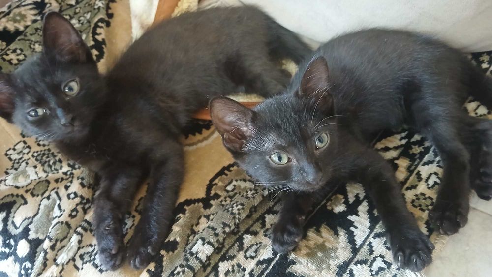 Отдам котят в добрые руки