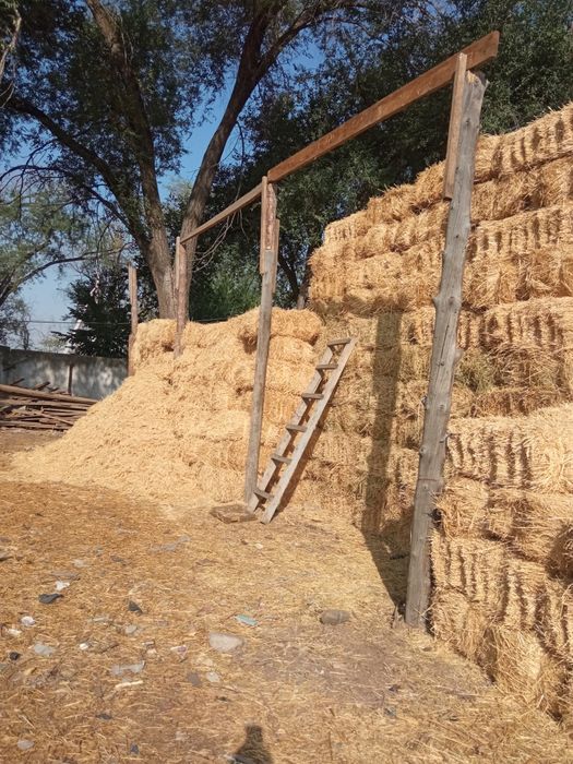 Сабан,салома сатылады