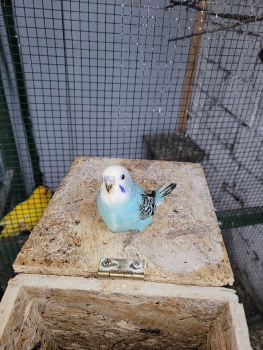 Papagali peruși diferite culori