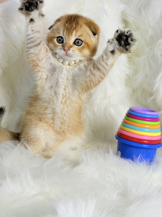 Котята чистокровные