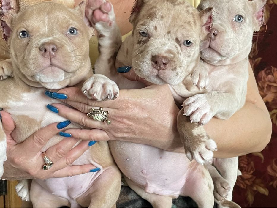 Американский булли