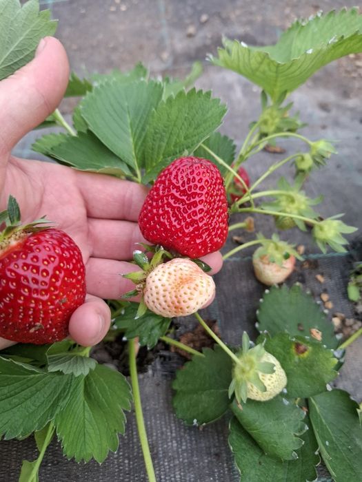 Stoloni capsuni 4 ron