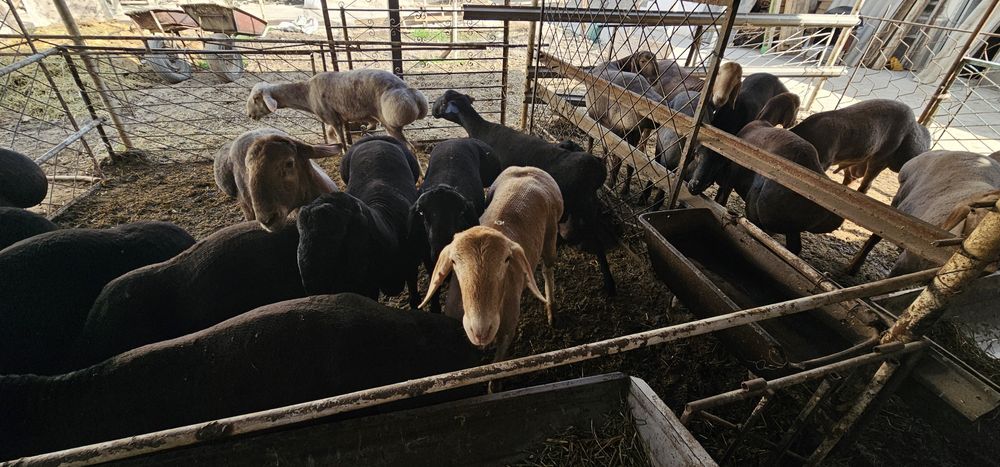 Кучкорлар Сотилади