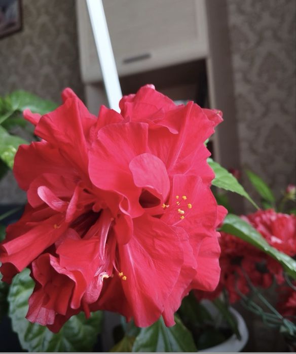 Гибискус (Китайская роза)  красная