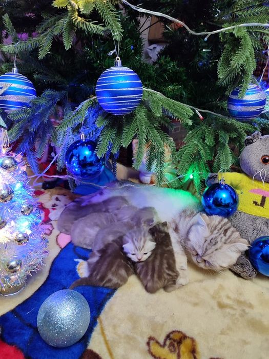 Продаются шотландские котята