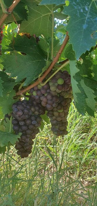 Rezervare struguri de calitate superioară Valea Călugărească - direct PRODUCATOR