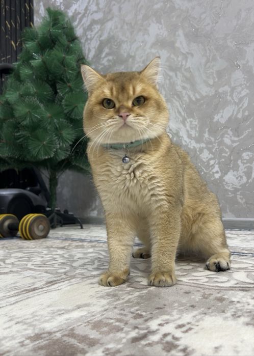 Vyazka zolotaya shinshilla